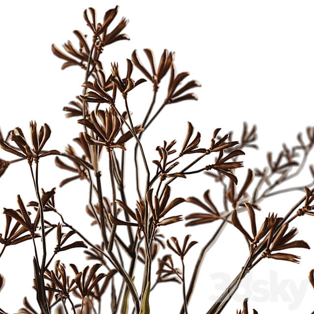 Decor with Kangaroo branches