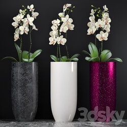 ORCHID 7 3D Models 
