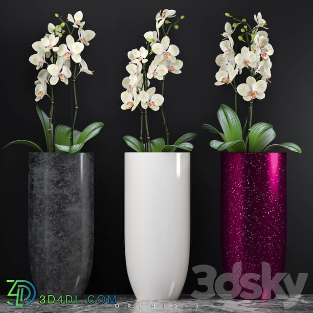 ORCHID 7 3D Models