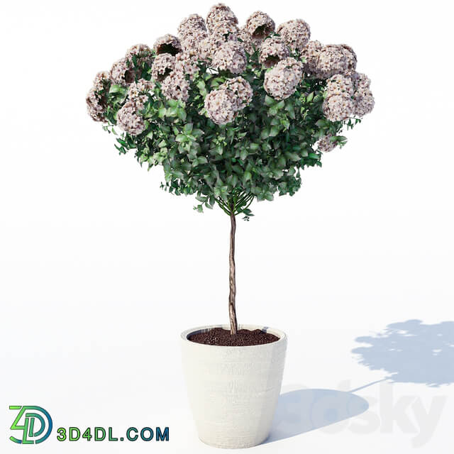 Hydrangea 2 3D Models