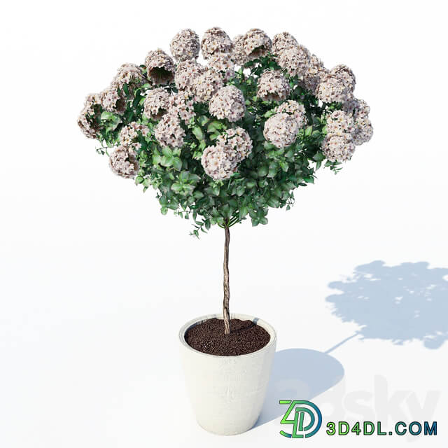 Hydrangea 2 3D Models