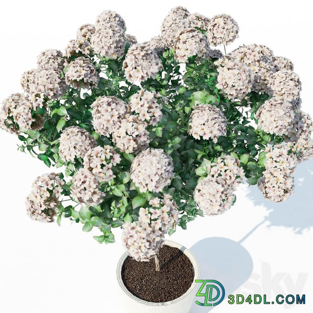 Hydrangea 2 3D Models