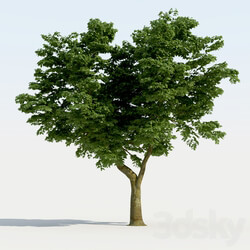 Broadleaf Tree 01 3D Models 