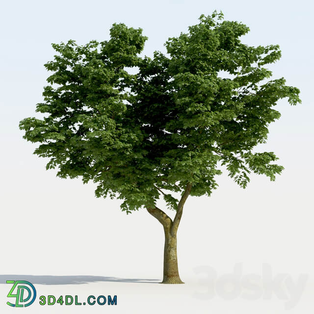 Broadleaf Tree 01 3D Models