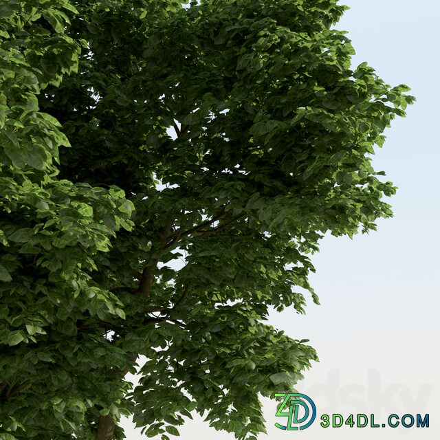 Broadleaf Tree 01 3D Models