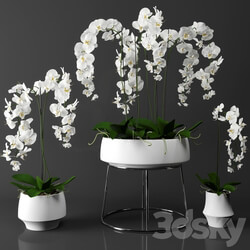 Orchid phalaenopsis set 3D Models 