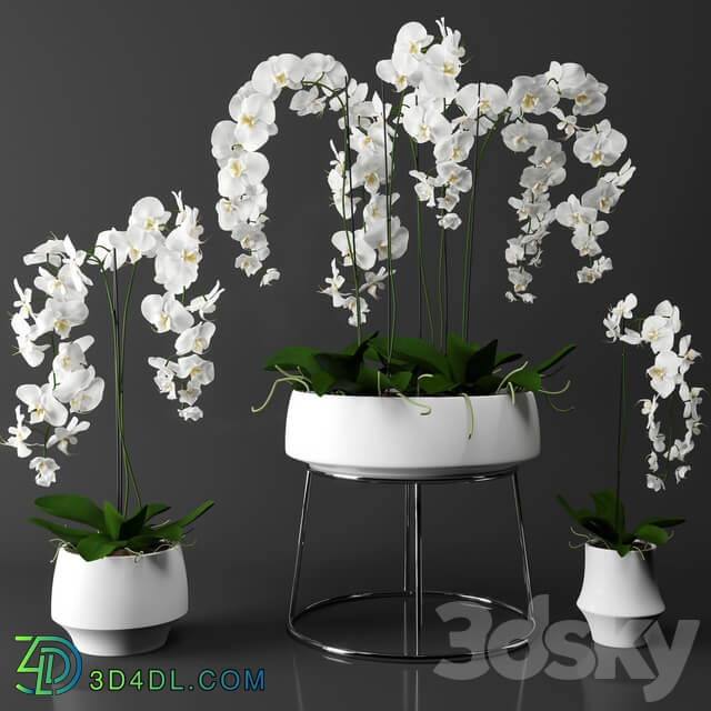 Orchid phalaenopsis set 3D Models