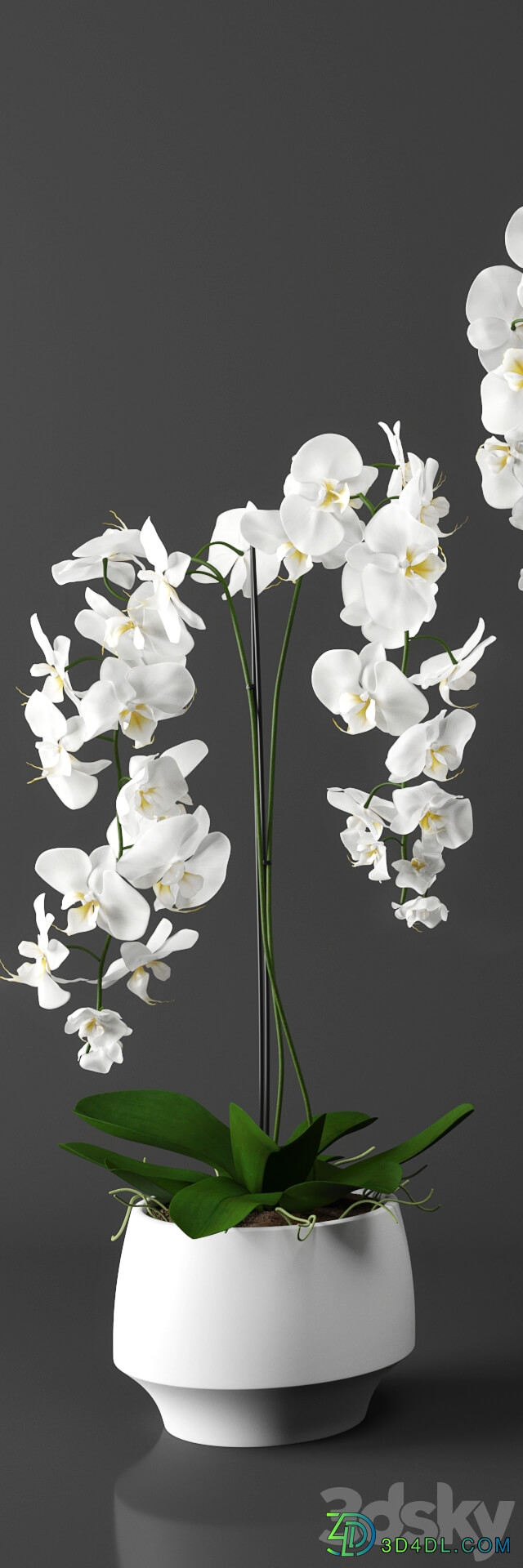 Orchid phalaenopsis set 3D Models