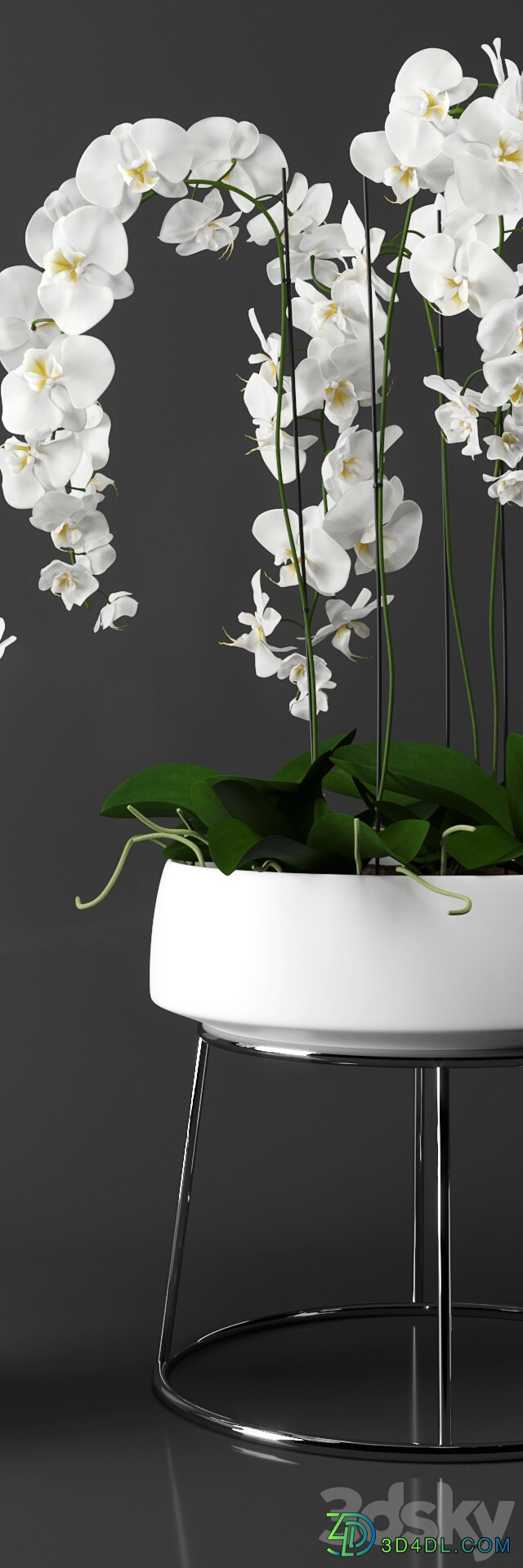 Orchid phalaenopsis set 3D Models