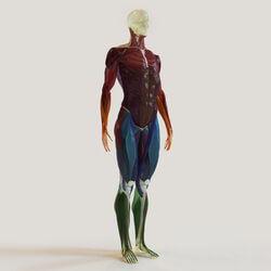Miscellaneous muscle groups skeleton system  