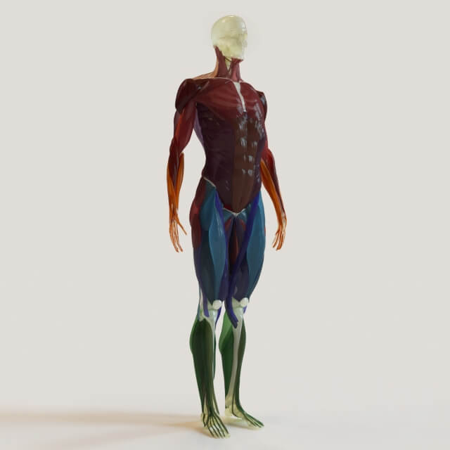 Miscellaneous muscle groups skeleton system 
