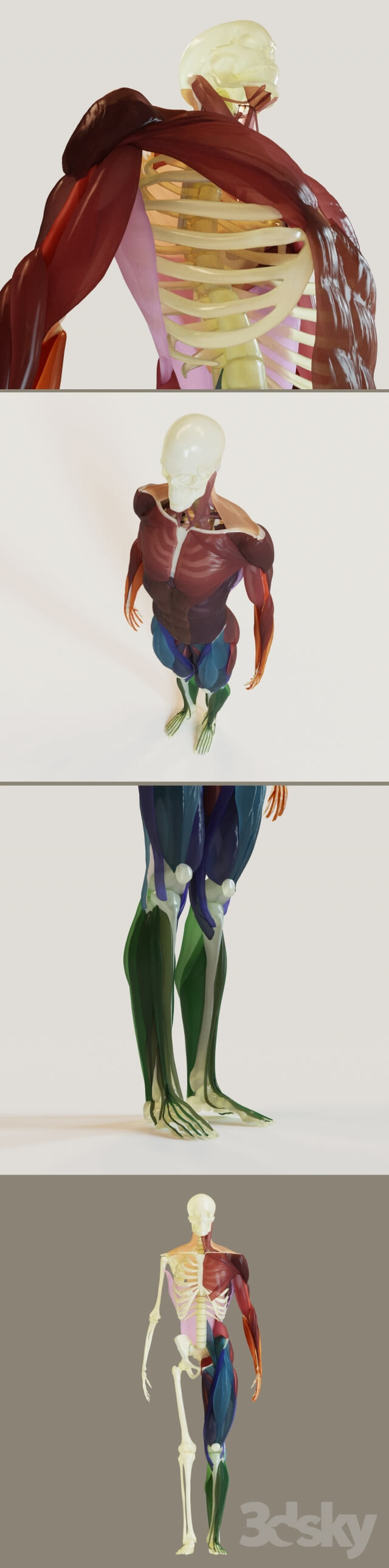 Miscellaneous muscle groups skeleton system 