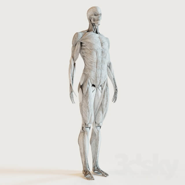 Miscellaneous muscle groups skeleton system 