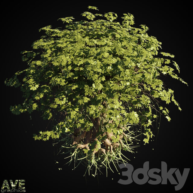 AVE Magic tree 3D Models