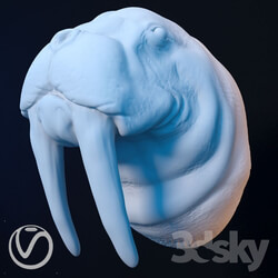 Plaster head of a walrus 