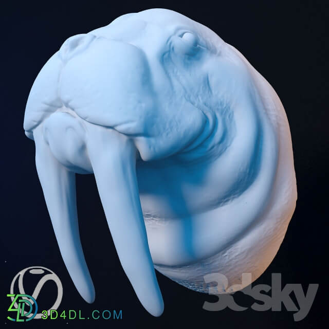 Plaster head of a walrus