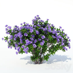 Azalea 003 3D Models 
