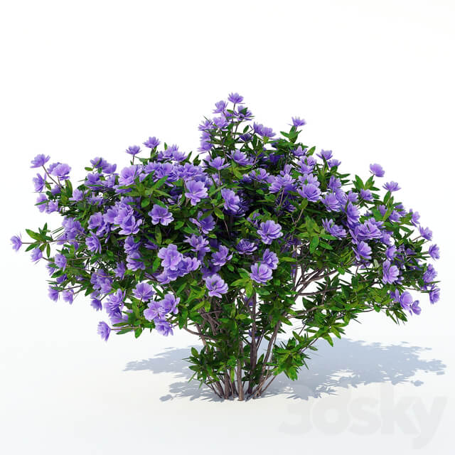 Azalea 003 3D Models