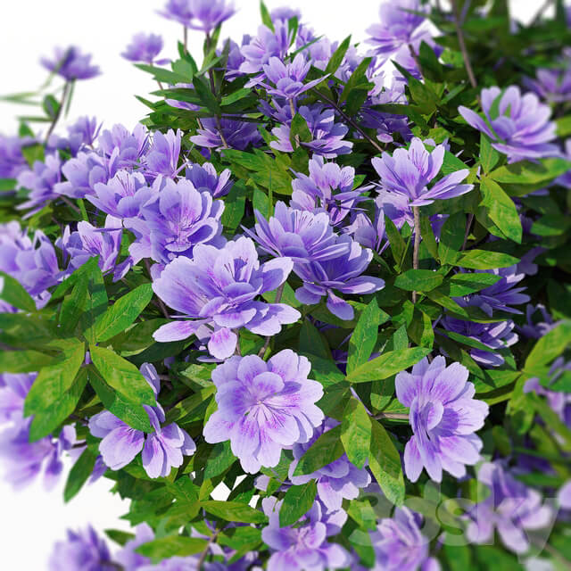 Azalea 003 3D Models