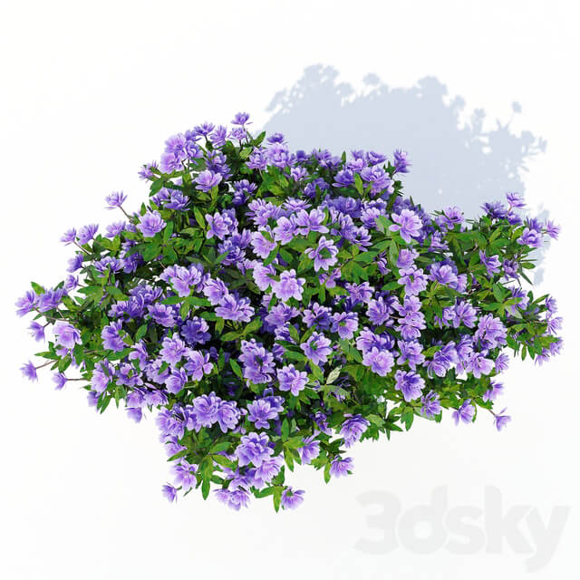 Azalea 003 3D Models