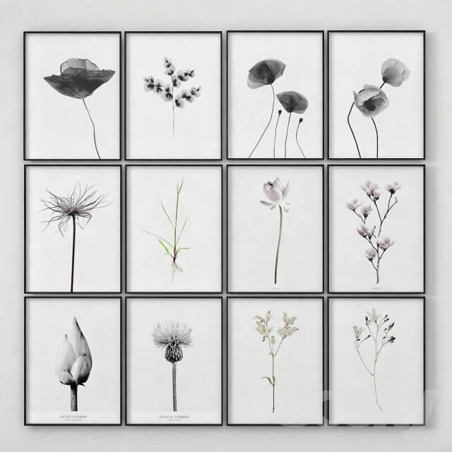 Posters with images of plants