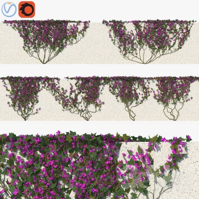 Outdoor Ivy with Flowers 01