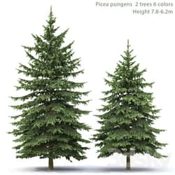 Spruce 3D Models 