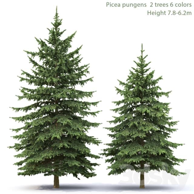 Spruce 3D Models