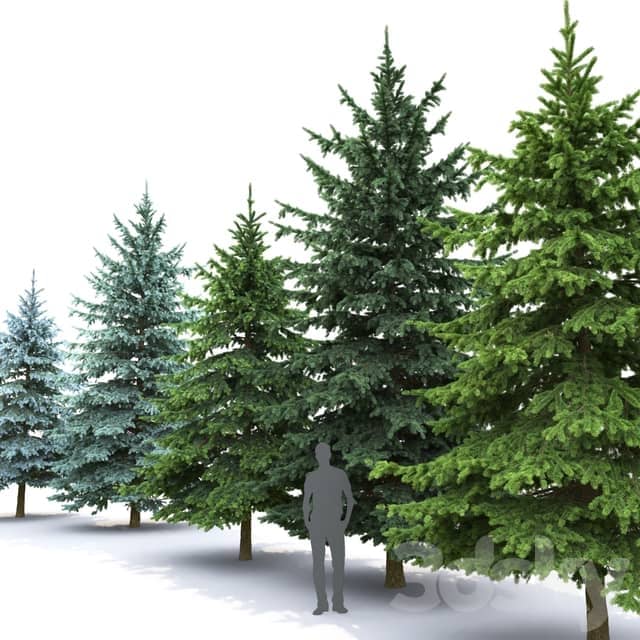 Spruce 3D Models