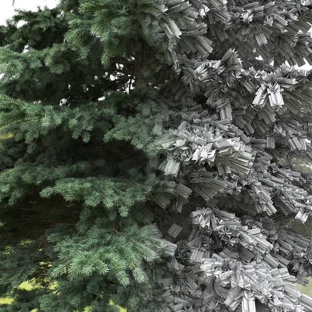Spruce 3D Models