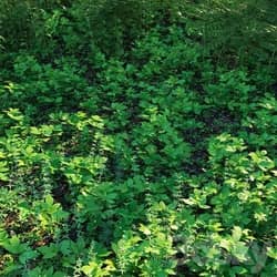 Forest grass 