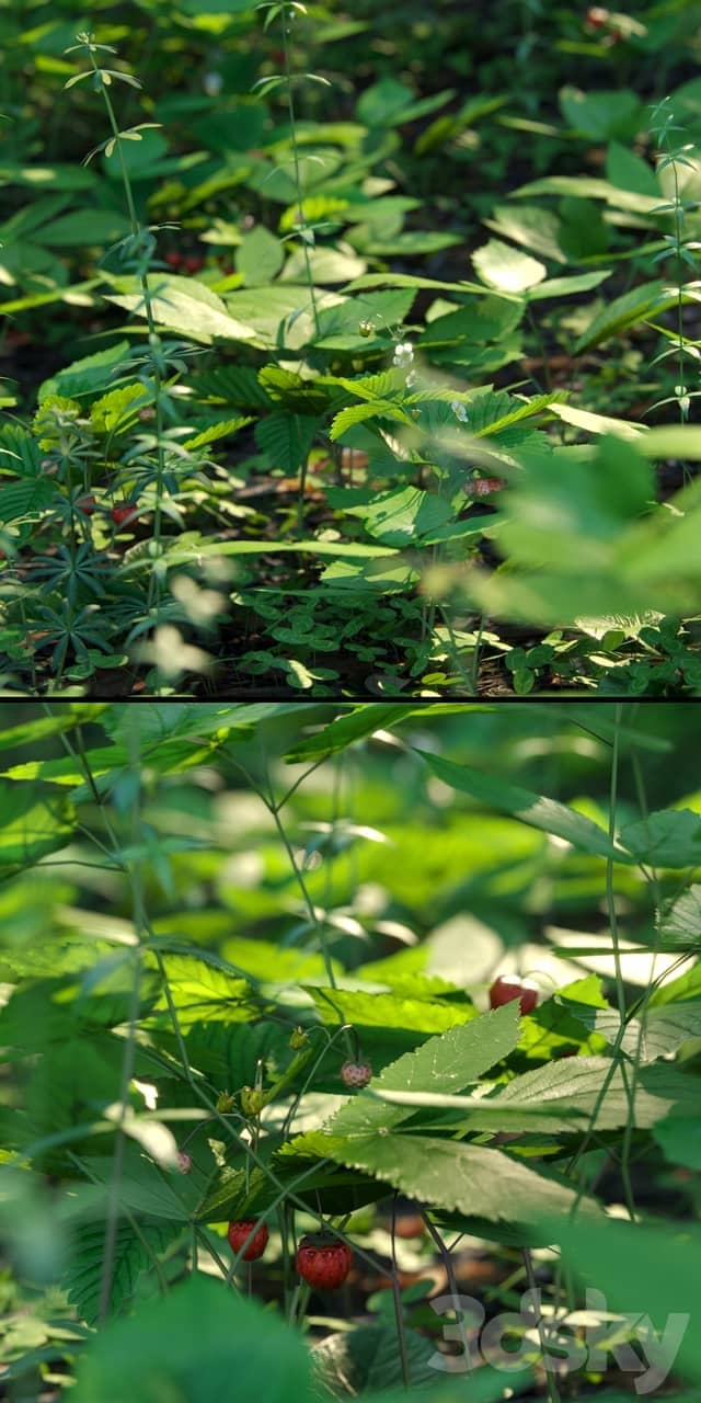 Forest grass