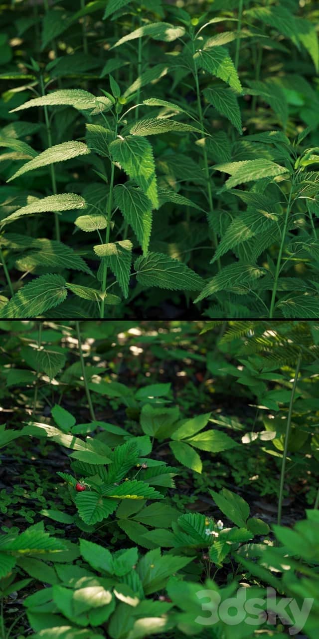 Forest grass