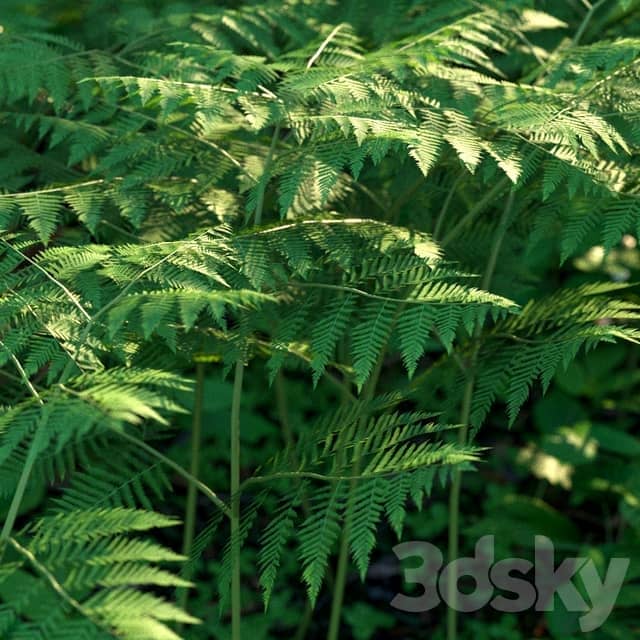 Forest grass