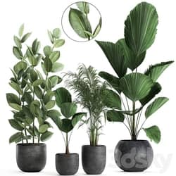 Plant collection 664. Likuala palm tree ficus black pot exotic interior 3D Models 