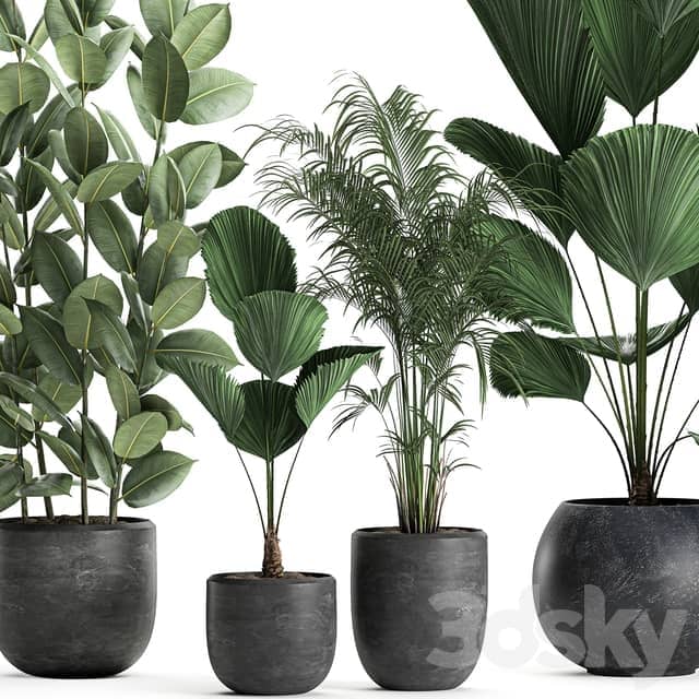 Plant collection 664. Likuala palm tree ficus black pot exotic interior 3D Models