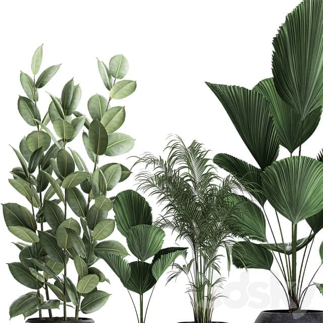 Plant collection 664. Likuala palm tree ficus black pot exotic interior 3D Models