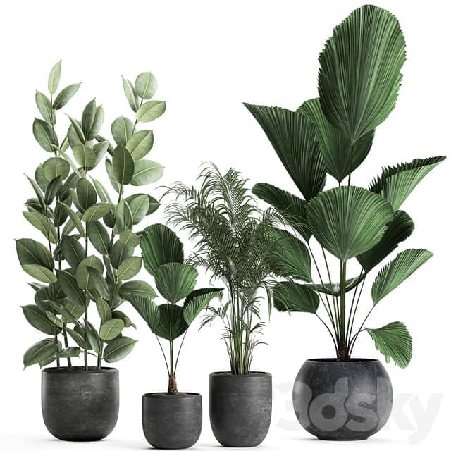 Plant collection 664. Likuala palm tree ficus black pot exotic interior 3D Models