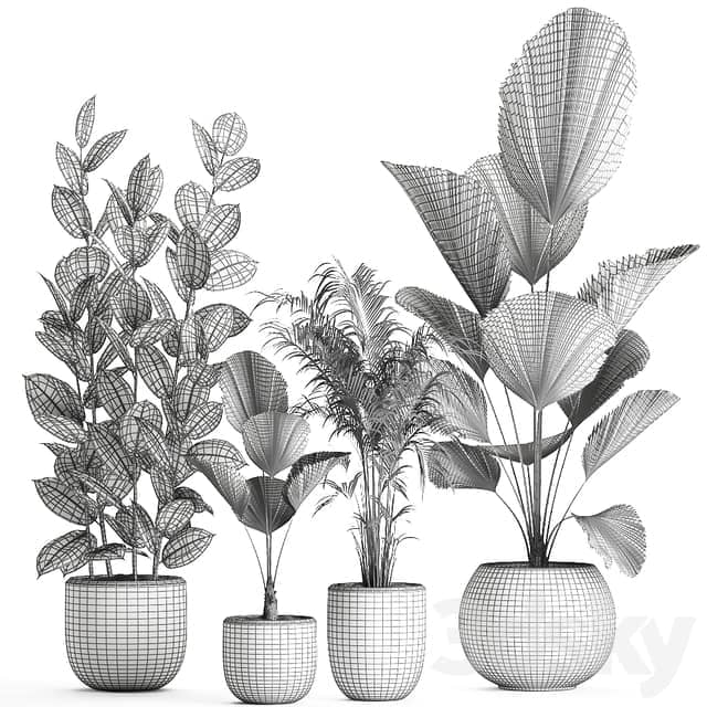Plant collection 664. Likuala palm tree ficus black pot exotic interior 3D Models