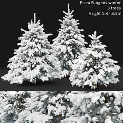 Spruce winter 3D Models 