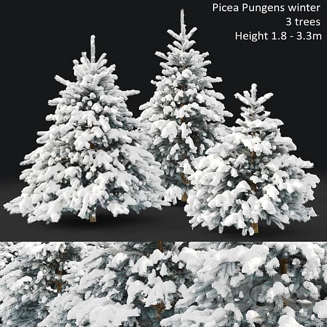 Spruce winter 3D Models