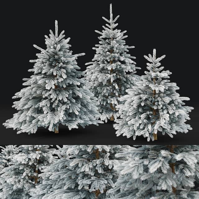 Spruce winter 3D Models