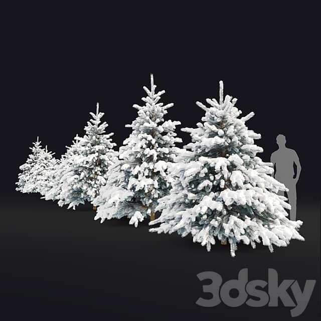 Spruce winter 3D Models