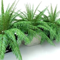 Fern Nephrolepis in pots Lechuza Bacino Cottage Indoor 3D Models 