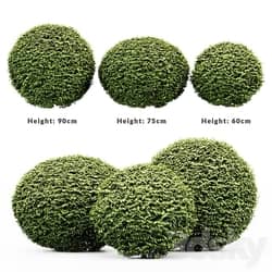 3 Dwarf Yaupon Holly Spherical Plant 