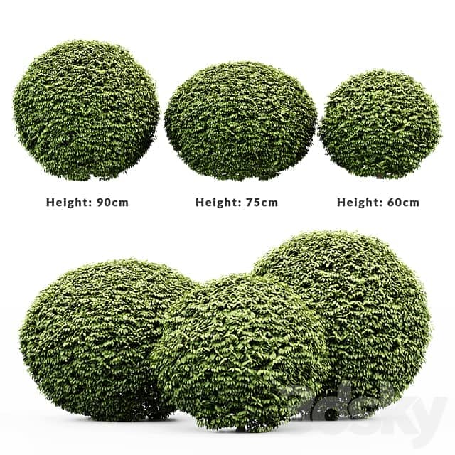 3 Dwarf Yaupon Holly Spherical Plant