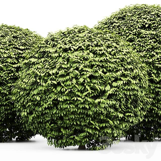 3 Dwarf Yaupon Holly Spherical Plant