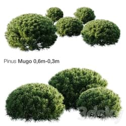 Mountain Pine Mugo 