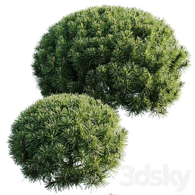 Mountain Pine Mugo