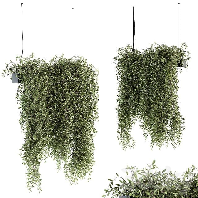indoor Plant Set 287 Hanging Plants